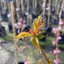 Prunus x incam 'Okame' (Okame Cherry) new spring foliage.