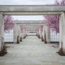 Prunus x incam 'Okame' (Okame Cherry) avenue.