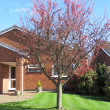 Prunus x incam 'Okame' (Okame Cherry) flowering in front yard.
