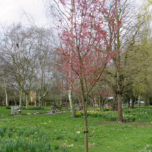 Prunus x incam 'Okame' (Okame Cherry) young tree flowering.