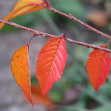 Prunus x incam 'Okame' (Okame Cherry) autumn foliage.
