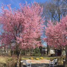 Prunus x incam 'Okame' (Okame Cherry) flowering in city.