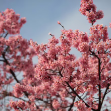 Prunus x incam 'Okame' (Okame Cherry) flowering branches.