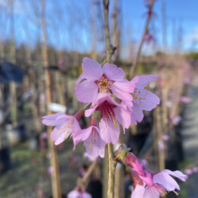 Prunus x incam 'Okame' (Okame Cherry) flowers.