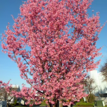 Prunus x incam 'Okame' (Okame Cherry) flowering form.