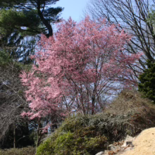 Prunus x incam 'Okame' (Okame Cherry) flowering in park.