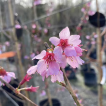 Prunus x incam 'Okame' (Okame Cherry) flowers at Leafland Nursery.