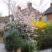 Prunus x subhirtella 'Autumnalis Rosea' (Higan Cherry) flowering in the garden.