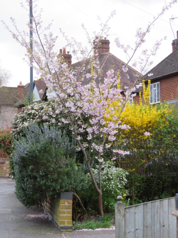 <i>Prunus</i> x <i>subhirtella</i> 'Autumnalis Rosea' - Image 10