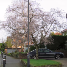 Prunus x subhirtella 'Autumnalis Rosea' (Higan Cherry) flowering near homes.