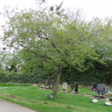 Prunus x subhirtella 'Autumnalis Rosea' (Higan Cherry) summer form.