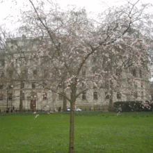 Prunus x subhirtella 'Autumnalis Rosea' (Higan Cherry) in early spring.
