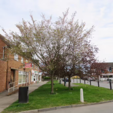 Prunus x subhirtella 'Autumnalis Rosea' (Higan Cherry)