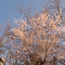 Prunus x subhirtella 'Autumnalis Rosea' (Higan Cherry) flowering branches.