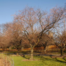 Prunus x subhirtella 'Autumnalis Rosea' (Higan Cherry) winter form in garden.