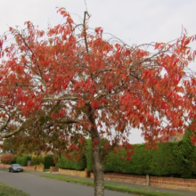 Prunus x subhirtella 'Autumnalis Rosea' (Higan Cherry) autumn form.