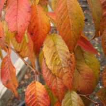 Prunus x subhirtella 'Autumnalis Rosea' (Higan Cherry) autumn foliage.