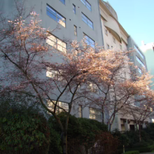 Prunus x subhirtella 'Autumnalis Rosea' (Higan Cherry) flowering in a city.