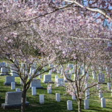 Prunus x subhirtella 'Autumnalis Rosea' (Higan Cherry) trees in a paddock.