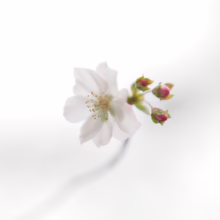 Prunus x subhirtella 'Autumnalis Rosea' (Higan Cherry) single flower.