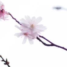 Prunus x subhirtella 'Autumnalis Rosea' (Higan Cherry) flowers.