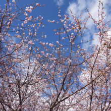Prunus x subhirtella 'Autumnalis Rosea' (Higan Cherry) flowering branches near the sky.