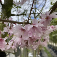 Prunus x subhirtella 'Autumnalis Rosea' (Higan Cherry) hanging flowers.
