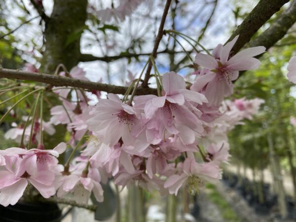 <i>Prunus</i> x <i>subhirtella</i> 'Autumnalis Rosea' - Image 9