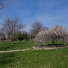 Prunus x subhirtella 'Falling Snow' (Higan Cherry)