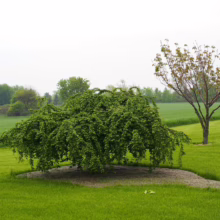 Prunus x subhirtella 'Falling Snow' (Higan Cherry) in summer form.