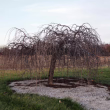 Prunus x subhirtella 'Falling Snow' (Higan Cherry) in winter form.