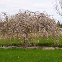 Prunus x subhirtella 'Falling Snow' (Higan Cherry) in early spring in a paddock.