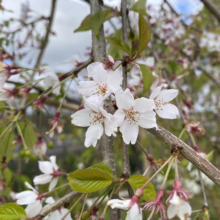 Prunus x subhirtella 'Falling Snow' (Higan Cherry) flowers.