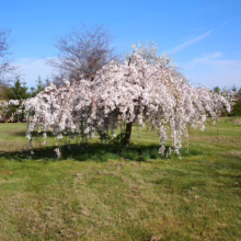 Prunus x subhirtella 'Falling Snow' (Higan Cherry) flowering.