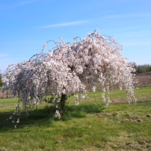 Prunus x subhirtella 'Falling Snow' (Higan Cherry) flowering in paddock.