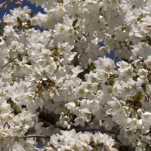 Prunus x subhirtella 'Falling Snow' (Higan Cherry) masses of flowers.