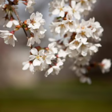 Prunus x subhirtella 'Falling Snow' (Higan Cherry) flowers on a branches.