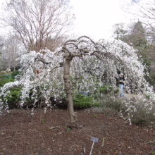 Prunus x subhirtella 'Falling Snow' (Higan Cherry) small tree flowering in garden.