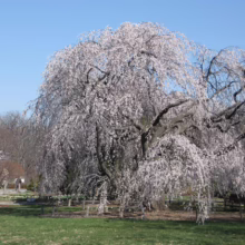 Prunus x subhirtella 'Falling Snow' (Higan Cherry) large tree.