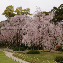 Prunus x subhirtella 'Pendula Rosea' (Higan Cherry) large tree in spring form.