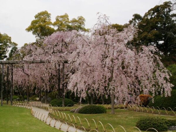 <i>Prunus</i> x <i>subhirtella</i> 'Pendula Rosea' - Image 10