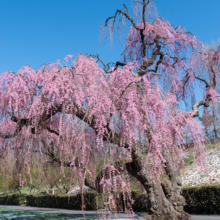 Prunus x subhirtella 'Pendula Rosea' (Higan Cherry) old tree flowering.