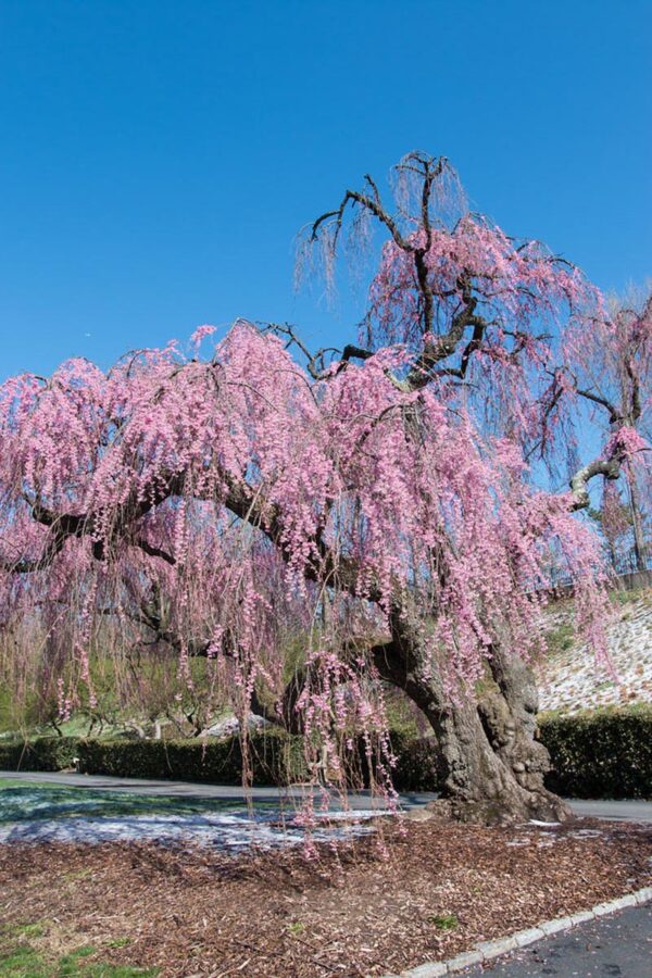 <i>Prunus</i> x <i>subhirtella</i> 'Pendula Rosea' - Image 11