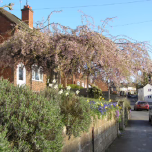 Prunus x subhirtella 'Pendula Rosea' (Higan Cherry)