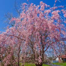 Prunus x subhirtella 'Pendula Rosea' (Higan Cherry) flowering branches.
