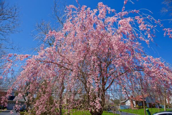 <i>Prunus</i> x <i>subhirtella</i> 'Pendula Rosea' - Image 13