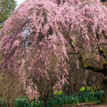 Prunus x subhirtella 'Pendula Rosea' (Higan Cherry) flowering form.