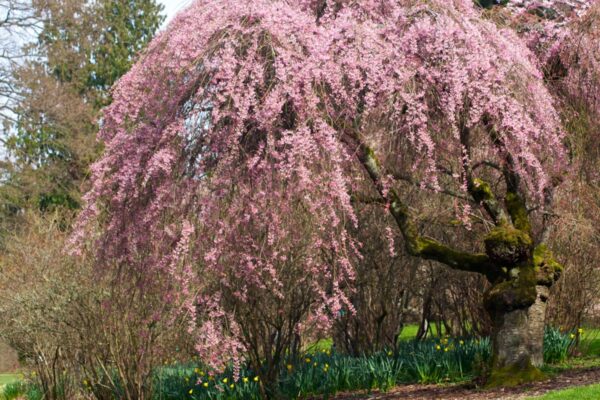 <i>Prunus</i> x <i>subhirtella</i> 'Pendula Rosea' - Image 14