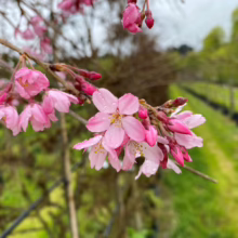 Prunus x subhirtella 'Pendula Rosea' (Higan Cherry) flowers in nursery.