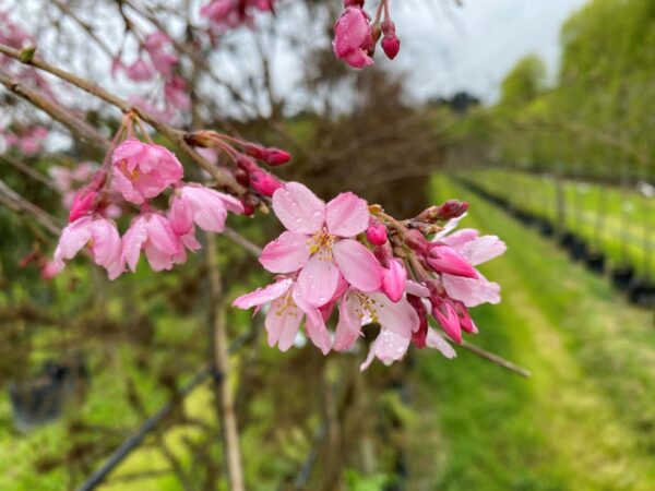 <i>Prunus</i> x <i>subhirtella</i> 'Pendula Rosea' - Image 15